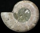 Thick Wide Polished Ammonite 'Dish' #41647-1